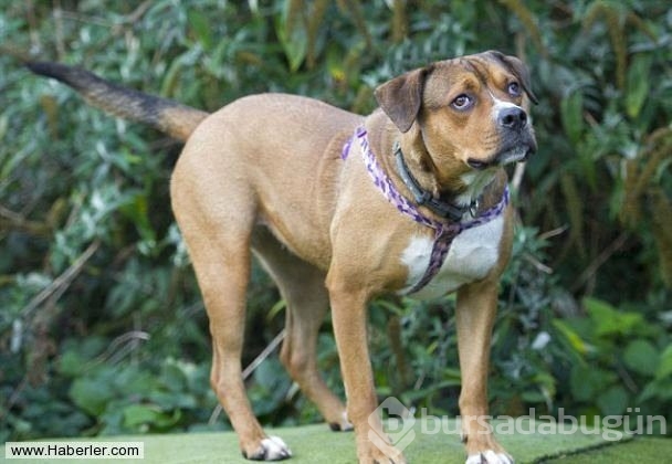 Ölmek üzere olan köpekleri hayata döndürdüler