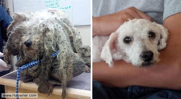 Ölmek üzere olan köpekleri hayata döndürdüler