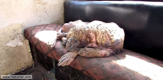 Ölmek üzere olan köpekleri hayata döndürdüler