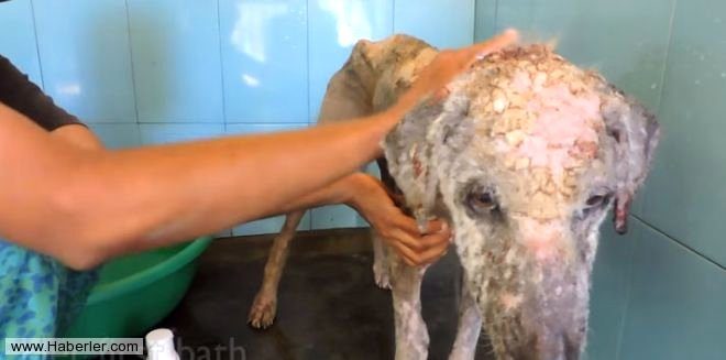 Ölmek üzere olan köpekleri hayata döndürdüler