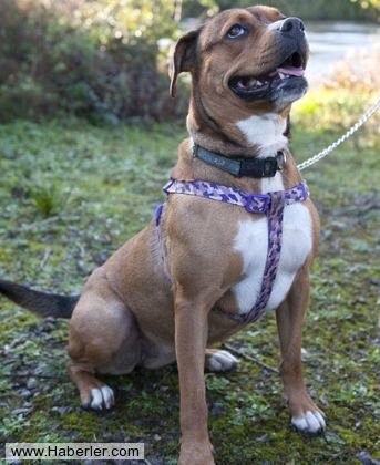 Ölmek üzere olan köpekleri hayata döndürdüler