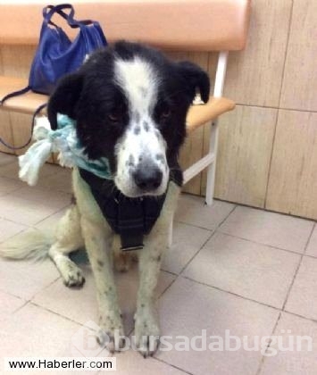 Ölmek üzere olan köpekleri hayata döndürdüler