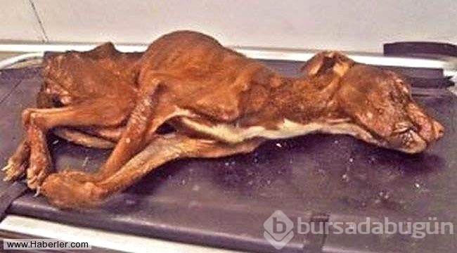 Ölmek üzere olan köpekleri hayata döndürdüler