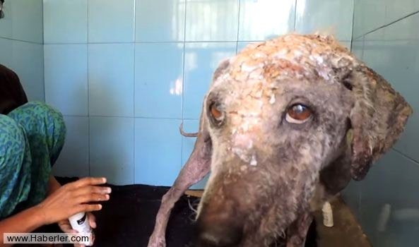 Ölmek üzere olan köpekleri hayata döndürdüler