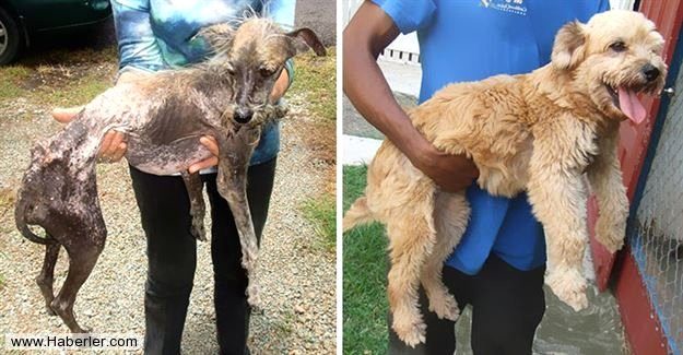 Ölmek üzere olan köpekleri hayata döndürdüler