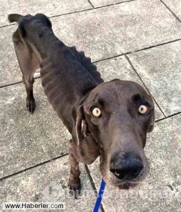 Ölmek üzere olan köpekleri hayata döndürdüler