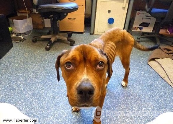 Ölmek üzere olan köpekleri hayata döndürdüler