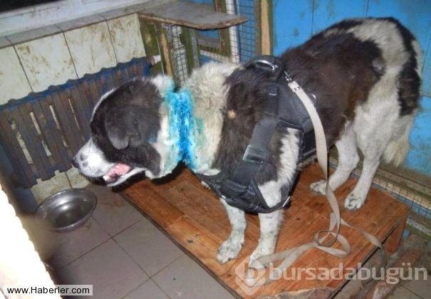 Ölmek üzere olan köpekleri hayata döndürdüler
