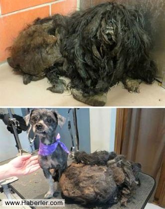 Ölmek üzere olan köpekleri hayata döndürdüler