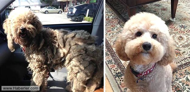 Ölmek üzere olan köpekleri hayata döndürdüler