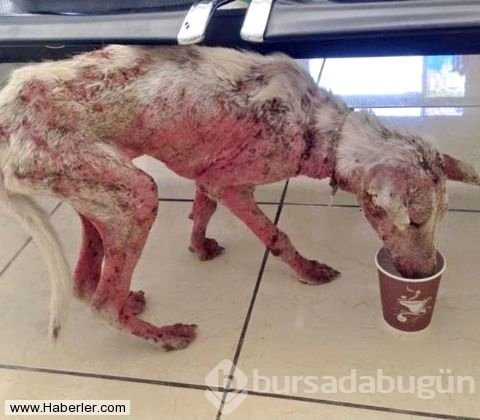 Ölmek üzere olan köpekleri hayata döndürdüler