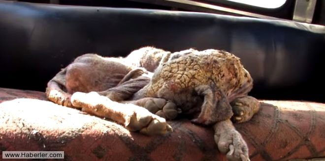 Ölmek üzere olan köpekleri hayata döndürdüler