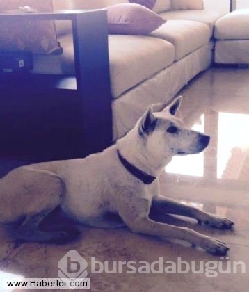 Ölmek üzere olan köpekleri hayata döndürdüler