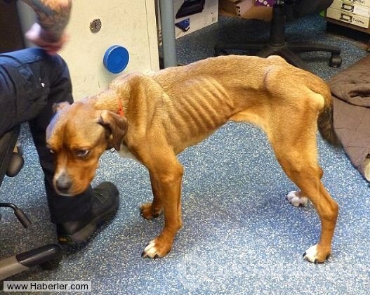 Ölmek üzere olan köpekleri hayata döndürdüler