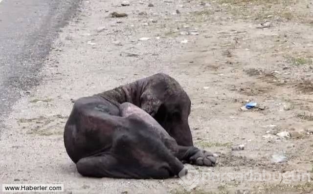Ölmek üzere olan köpekleri hayata döndürdüler