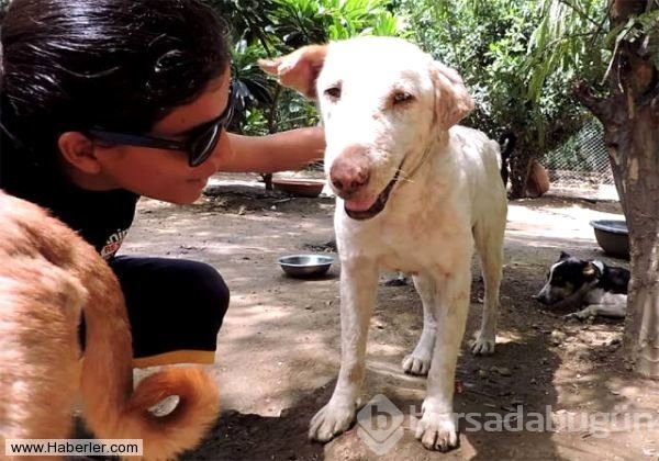 Ölmek üzere olan köpekleri hayata döndürdüler