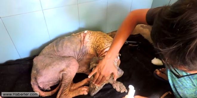 Ölmek üzere olan köpekleri hayata döndürdüler