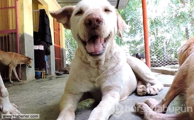 Ölmek üzere olan köpekleri hayata döndürdüler