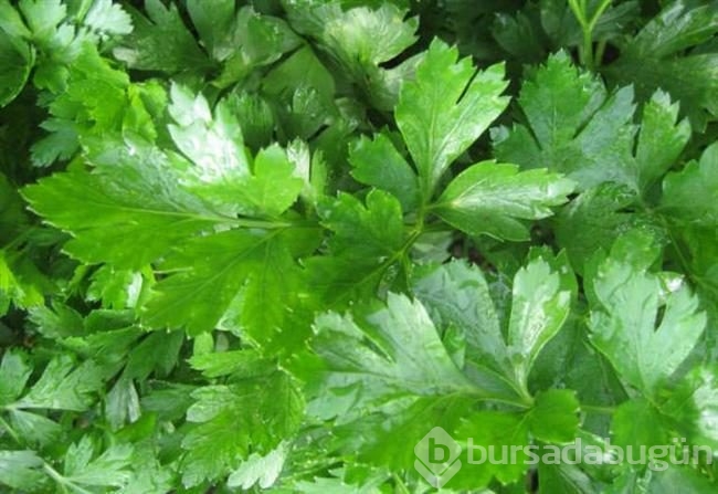 Bu besinler böbreklere iyi geliyor!