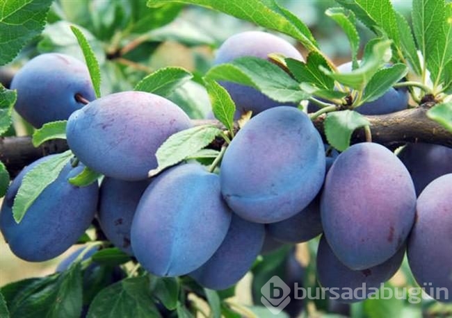 Bu besinler böbreklere iyi geliyor!