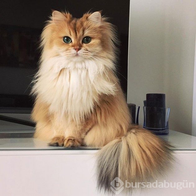 &#8203;Karşınızda dünyanın en fotojenik kedisi Smoothie
