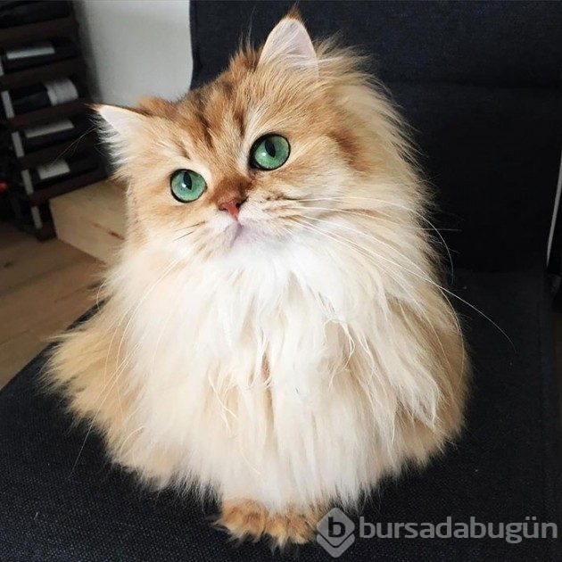 &#8203;Karşınızda dünyanın en fotojenik kedisi Smoothie
