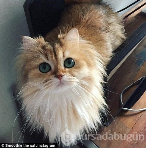 &#8203;Karşınızda dünyanın en fotojenik kedisi Smoothie

