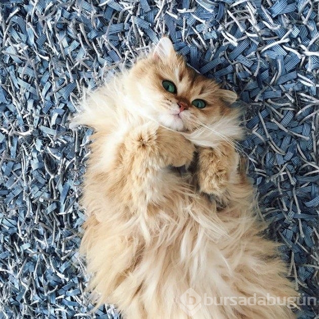 &#8203;Karşınızda dünyanın en fotojenik kedisi Smoothie
