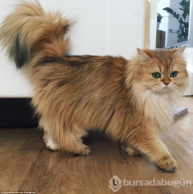 &#8203;Karşınızda dünyanın en fotojenik kedisi Smoothie
