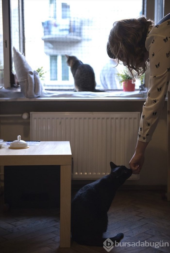 Polonya'da kedi konseptli kafe