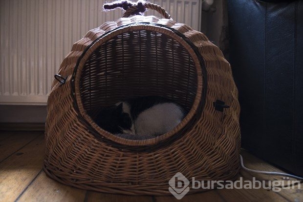 Polonya'da kedi konseptli kafe