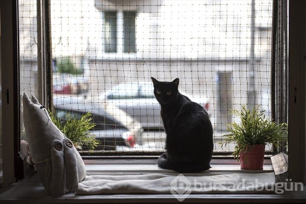 Polonya'da kedi konseptli kafe