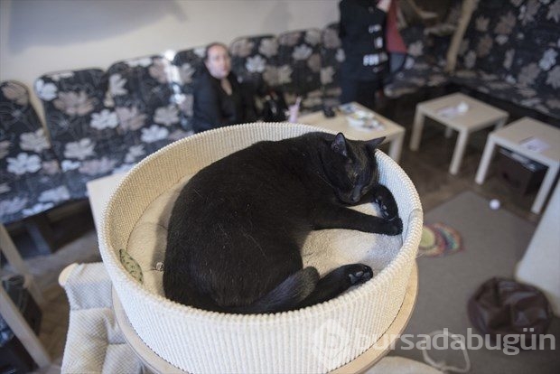 Polonya'da kedi konseptli kafe
