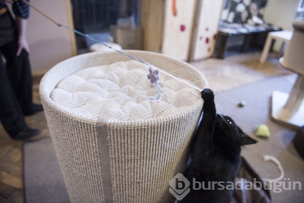 Polonya'da kedi konseptli kafe