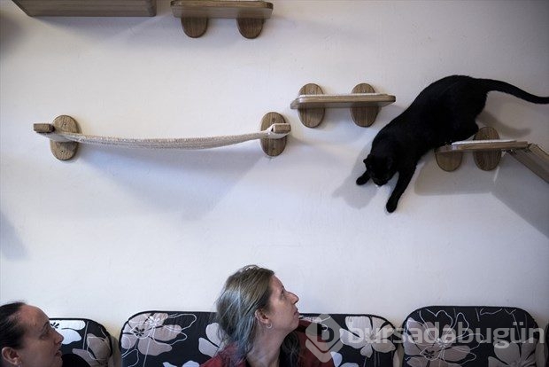 Polonya'da kedi konseptli kafe