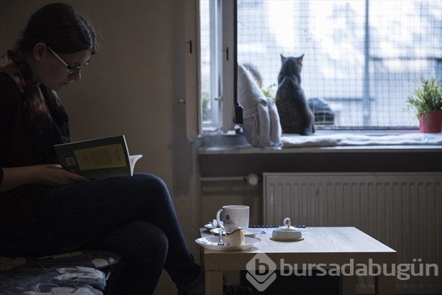 Polonya'da kedi konseptli kafe