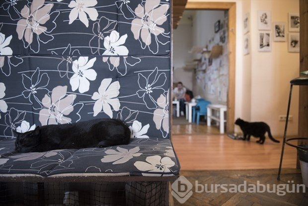 Polonya'da kedi konseptli kafe