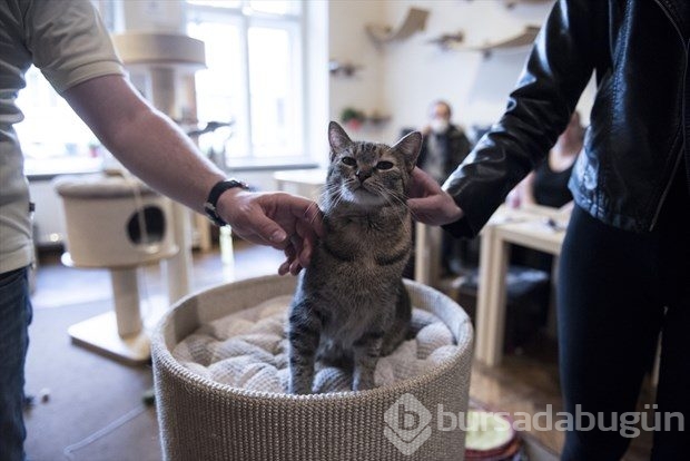 Polonya'da kedi konseptli kafe