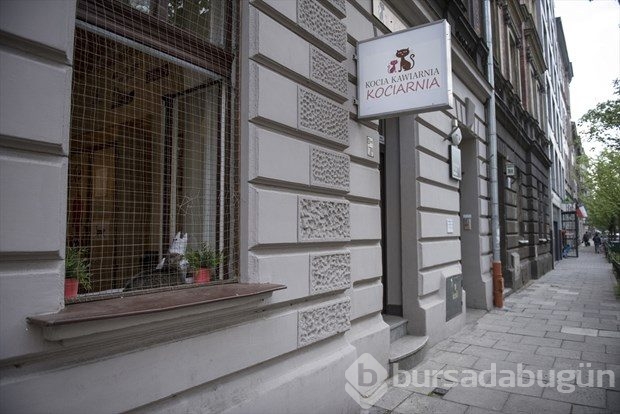 Polonya'da kedi konseptli kafe