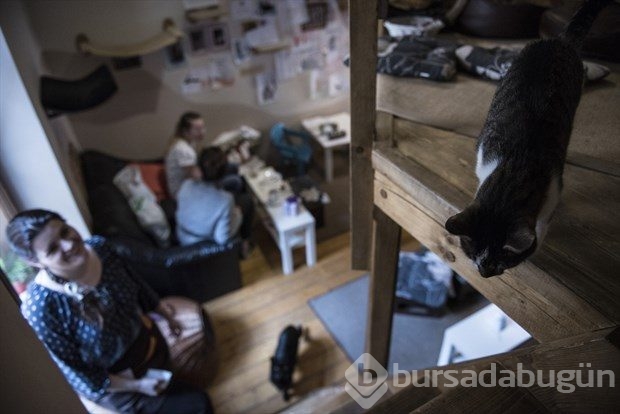 Polonya'da kedi konseptli kafe