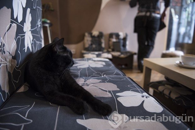 Polonya'da kedi konseptli kafe