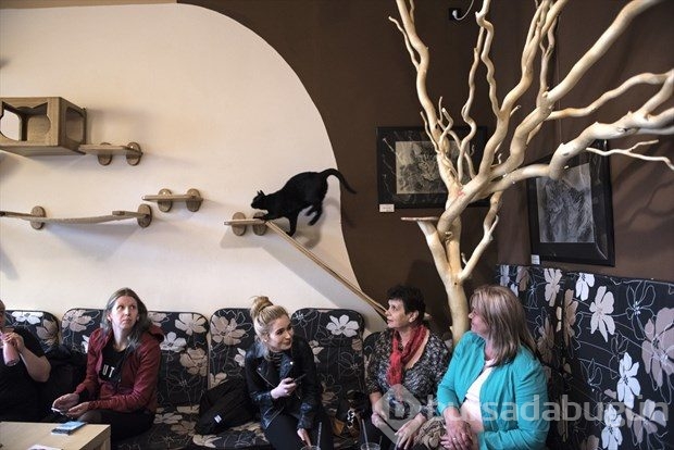 Polonya'da kedi konseptli kafe
