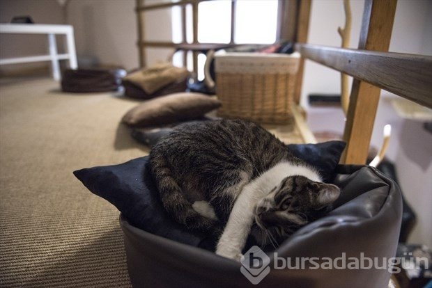 Polonya'da kedi konseptli kafe