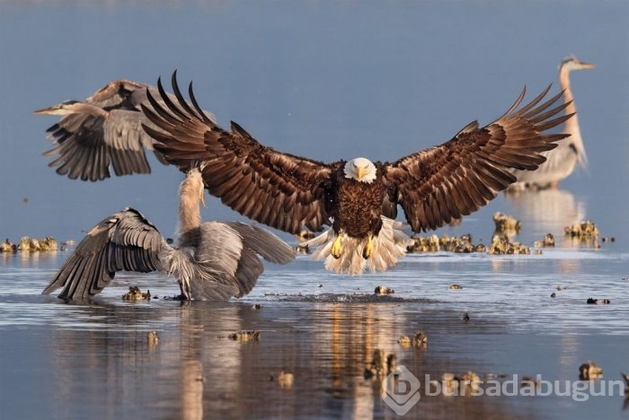 Vahşi doğadan ödüllü fotoğraflar