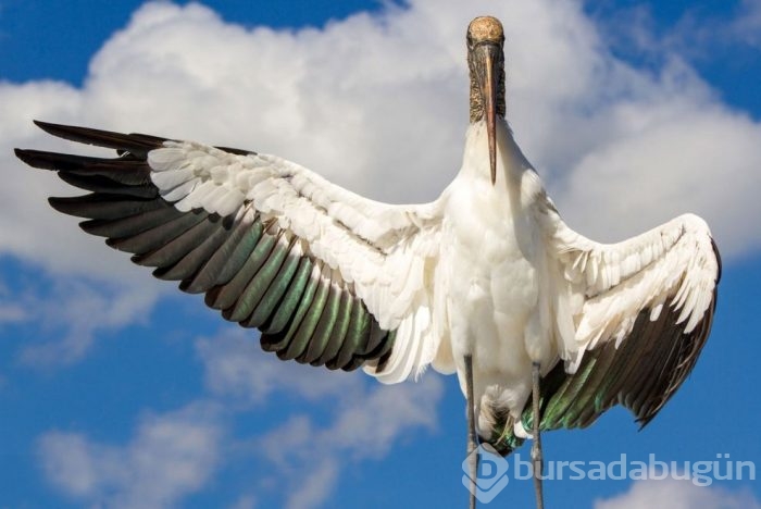 Vahşi doğadan ödüllü fotoğraflar