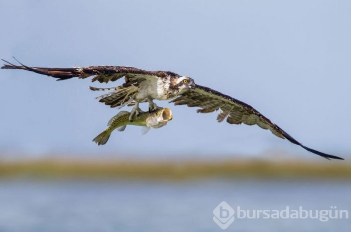 Vahşi doğadan ödüllü fotoğraflar