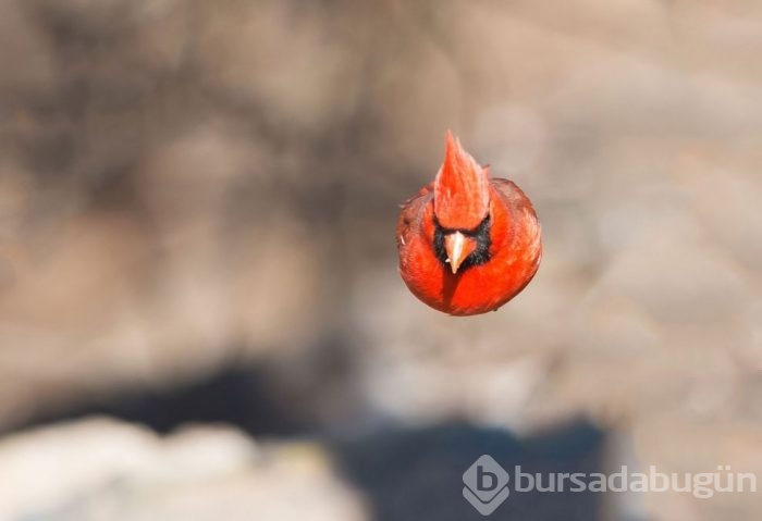 Vahşi doğadan ödüllü fotoğraflar