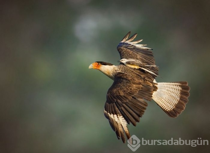 Vahşi doğadan ödüllü fotoğraflar