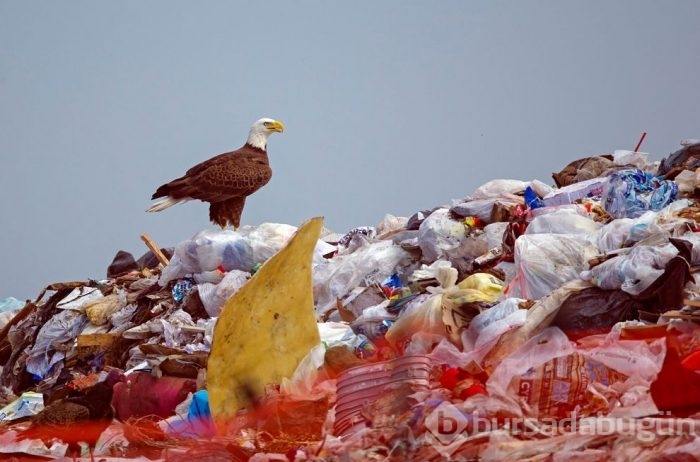 Vahşi doğadan ödüllü fotoğraflar