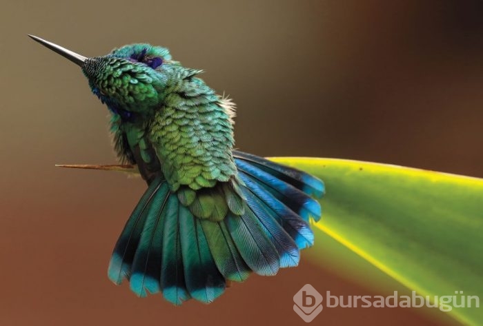 Vahşi doğadan ödüllü fotoğraflar